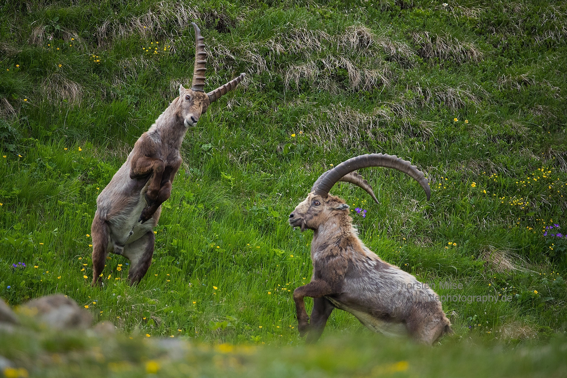 Canon Tier-Fotoworkshop in den Alpen mit Ambassador Thorsten Milse - Canon Academy Natur-, Tier- und Makro