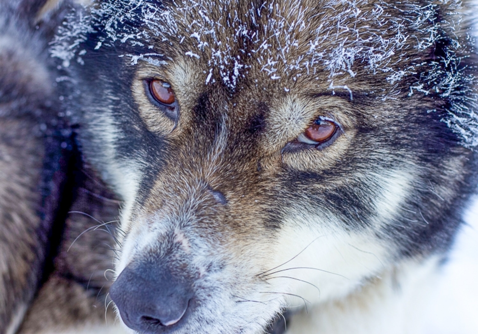 Canon, Sportfoto, Academy, Fotokurs, Schlittenhunde, sportblen.de,