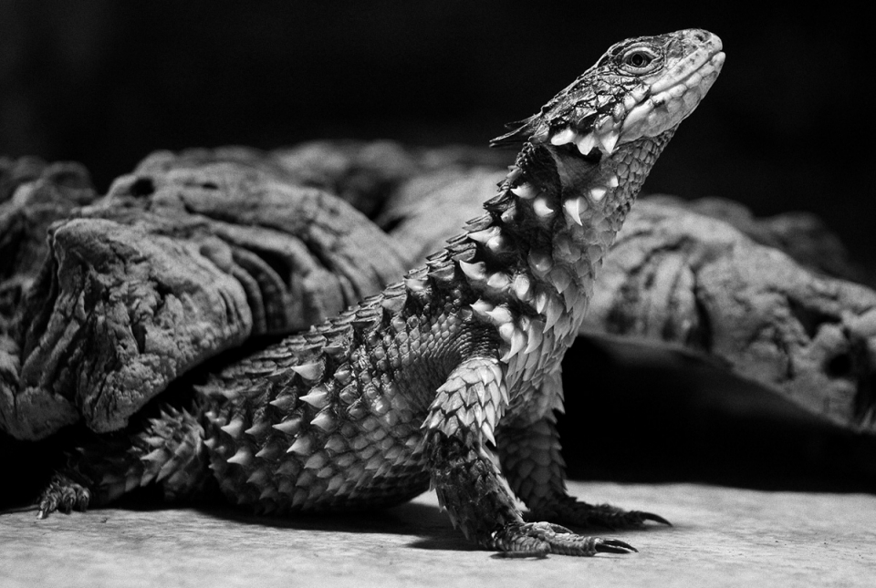 Reptilien- und Makrofotografie im TerraZoo Rheinberg - Canon Academy
