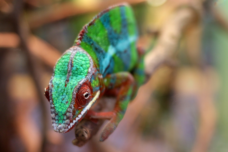 Reptilien- und Makrofotografie im TerraZoo Rheinberg - Canon Academy