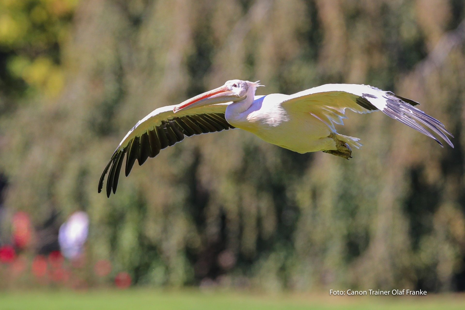 Vogelflug im Weltvogelpark Walsrode - Schwerpunkt AF-System - Canon Academy Natur-, Tier- und Makro
