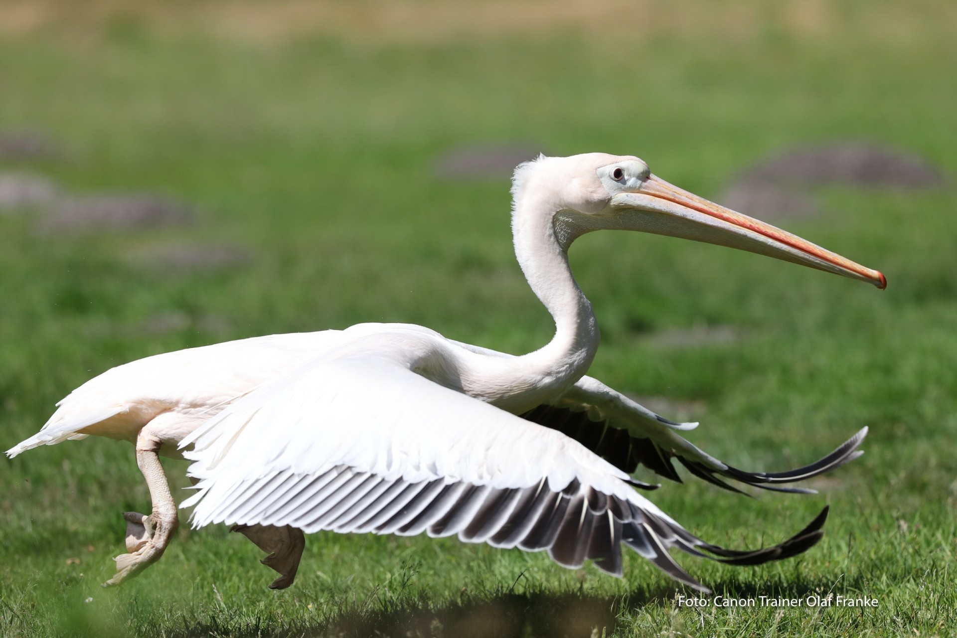 Vogelflug im Weltvogelpark Walsrode - Schwerpunkt AF-System - Canon Academy Natur-, Tier- und Makro