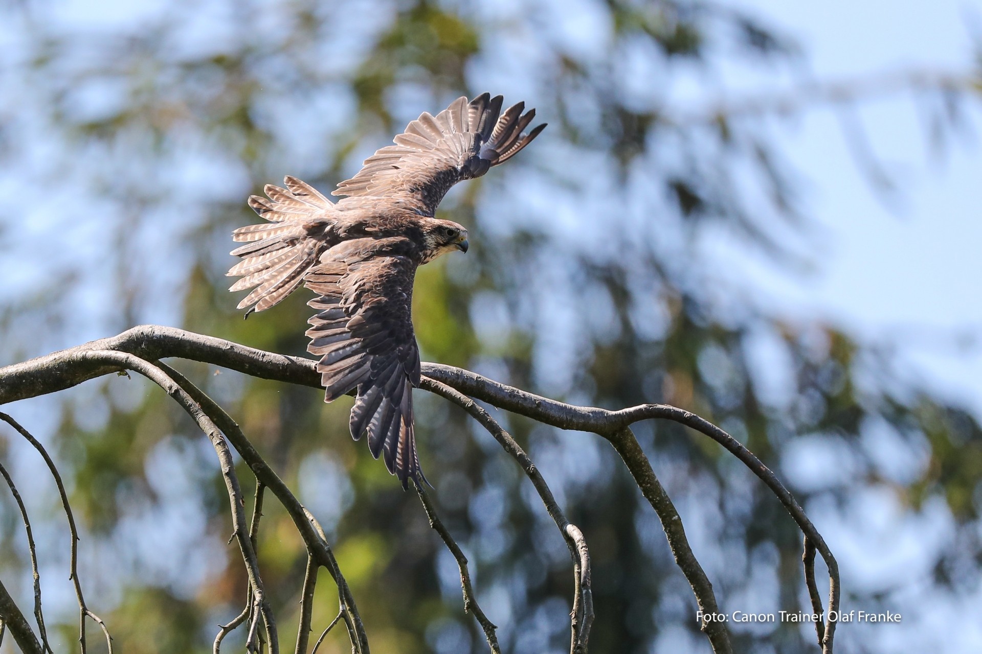 Vogelflug im Weltvogelpark Walsrode - Schwerpunkt AF-System - Canon Academy Natur-, Tier- und Makro
