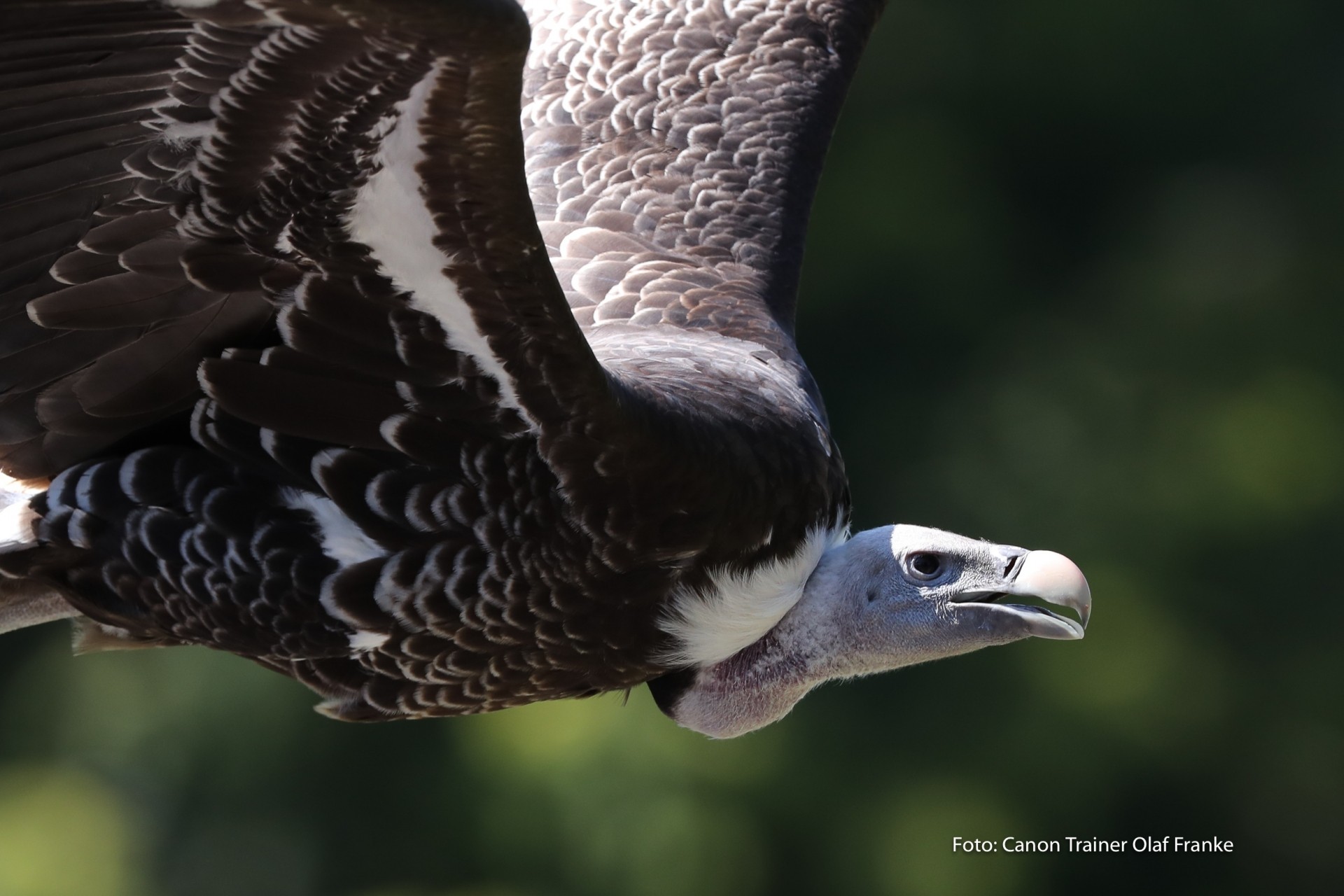 Vogelflug im Weltvogelpark Walsrode - Schwerpunkt AF-System - Canon Academy Natur-, Tier- und Makro