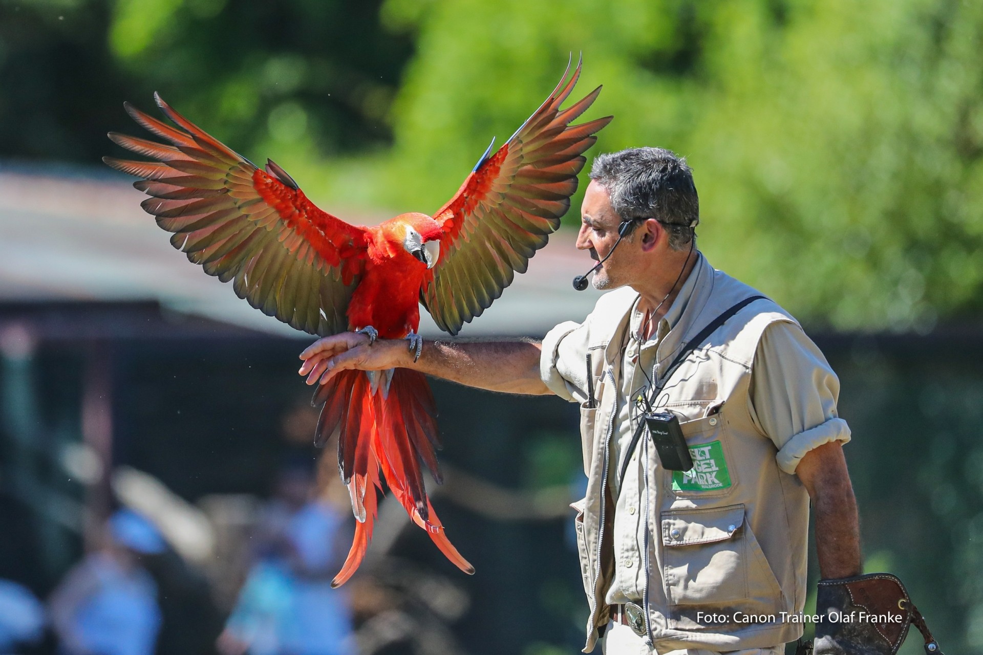 Vogelflug im Weltvogelpark Walsrode - Schwerpunkt AF-System - Canon Academy Natur-, Tier- und Makro
