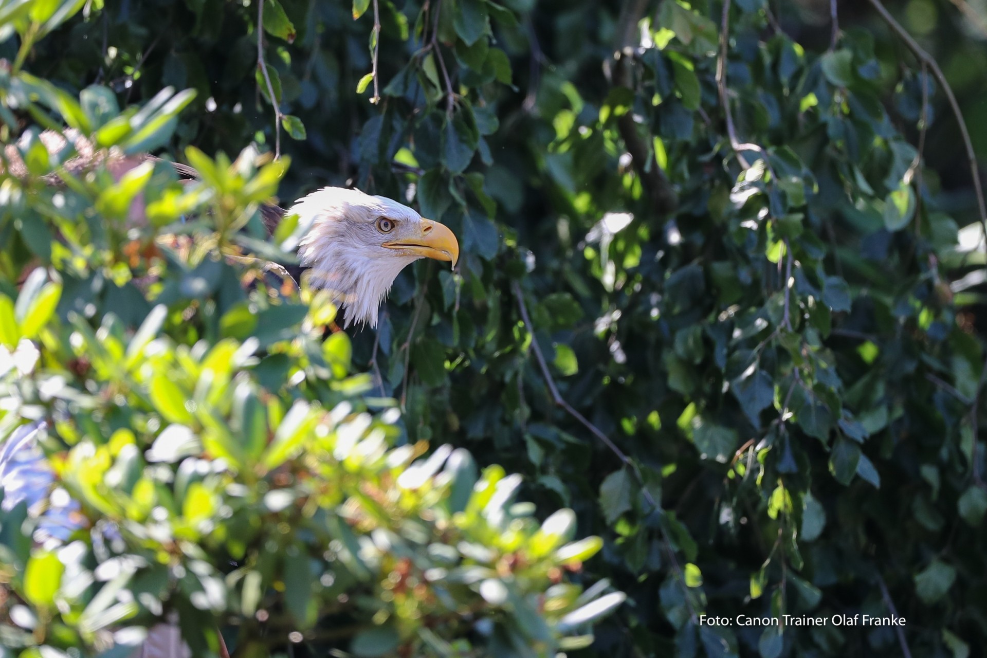 Vogelflug im Weltvogelpark Walsrode - Schwerpunkt AF-System - Canon Academy Natur-, Tier- und Makro