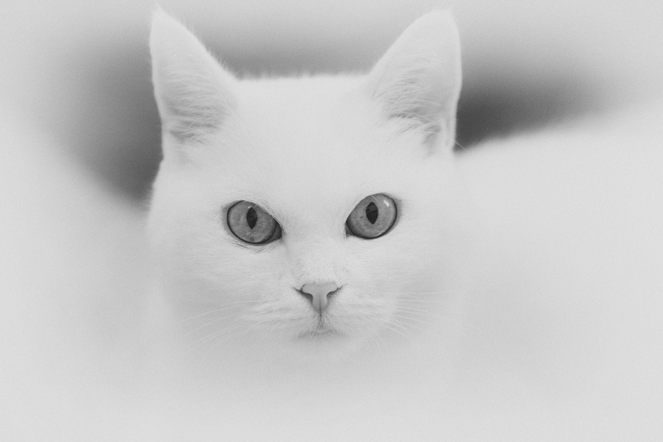 weiße Katze