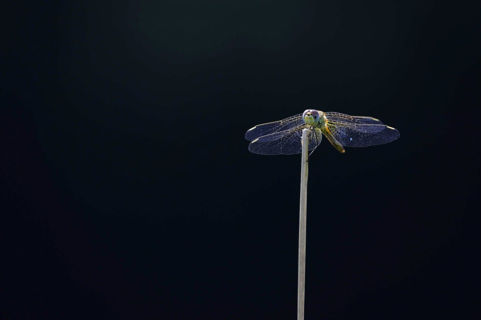 Petra Selbertinger Libelle