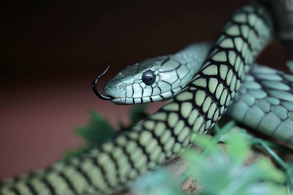 Petra Selbertinger Wildlife Schlange