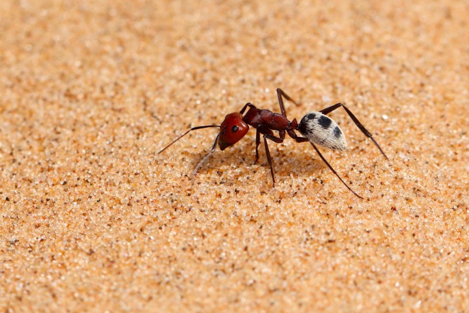Petra Selbertinger Wildlife Makro Ameise