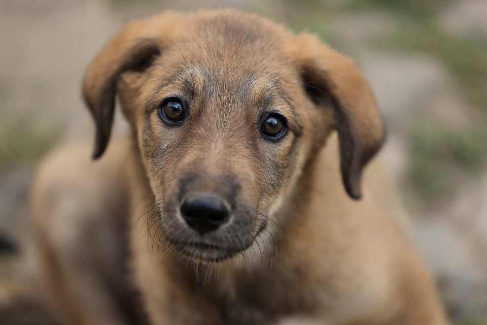 Petra Selbertinger Tiere Hund