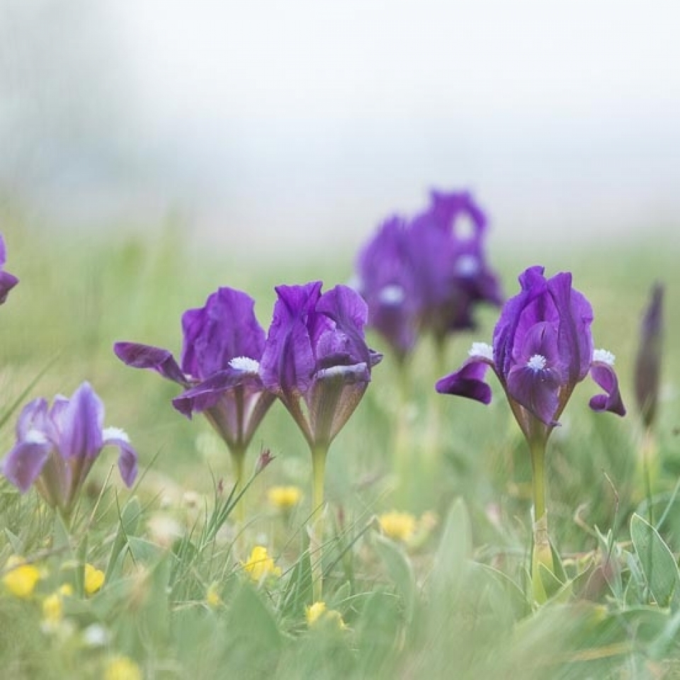 Nationalpark Neusiedlersee/Seewinkel - Canon Academy Natur-, Tier- und Makro