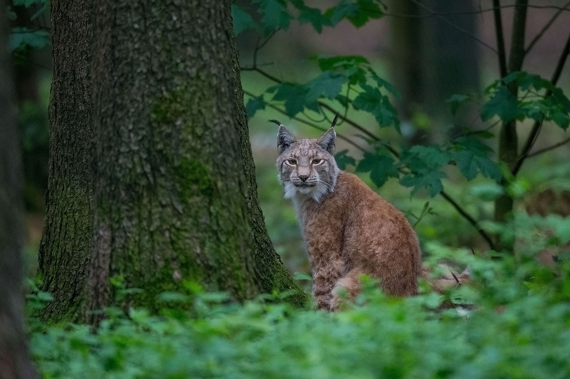 Tierfotografie - Canon Academy Natur-, Tier- und Makro